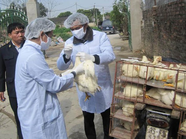 Xuất hiện ổ dịch cúm gia cầm H5N1 mới tại tỉnh Quảng Ninh ảnh 1