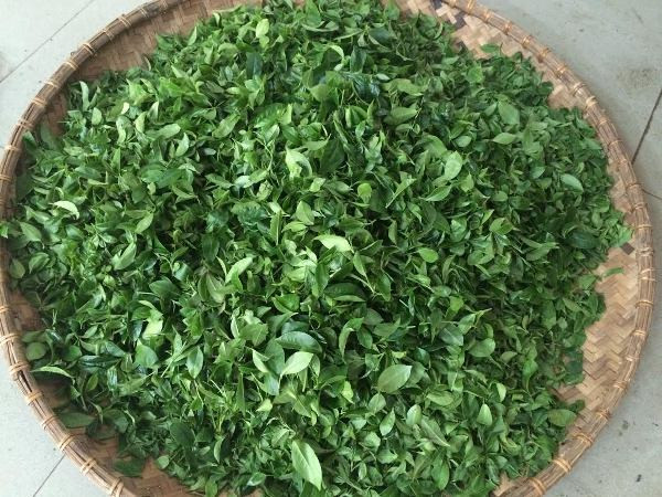 Tín dụng ưu đãi tiếp sức phủ xanh đồi chè Thái Nguyên ảnh 2