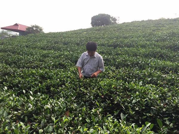 Tín dụng ưu đãi tiếp sức phủ xanh đồi chè Thái Nguyên ảnh 1