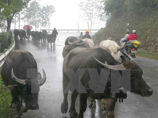Bắc bộ có mưa nhỏ, nền nhiệt tăng, sương mù dày đặc vào sáng ảnh 1
