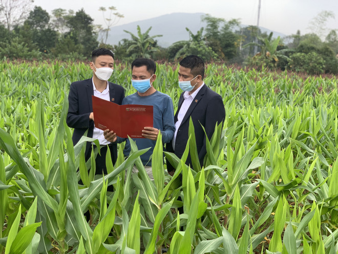 Ngân hàng Agribank - khẳng định vai trò chủ lực đầu tư 'tam nông' ảnh 1