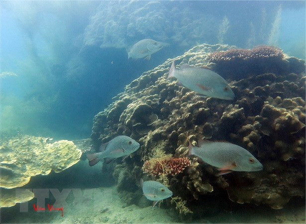 Chi tiết các Di sản Thiên nhiên, Văn hóa Thế giới ở Việt Nam ảnh 1