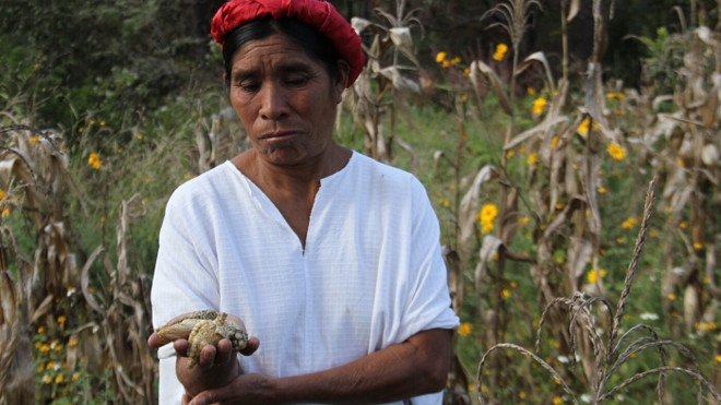 Hơn 7 triệu người Trung Mỹ trong tình trạng khủng hoảng lương thực ảnh 1