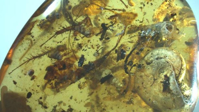 Phát hiện hóa thạch niên đại hàng trăm triệu năm ở Trung Quốc ảnh 1