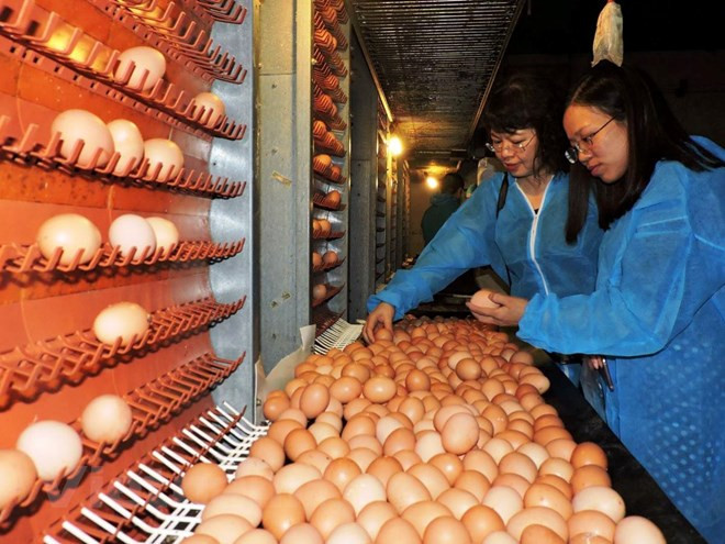 'Nâng hạn mức cho vay nông nghiệp nông thôn để hạn chế tín dụng đen' ảnh 2