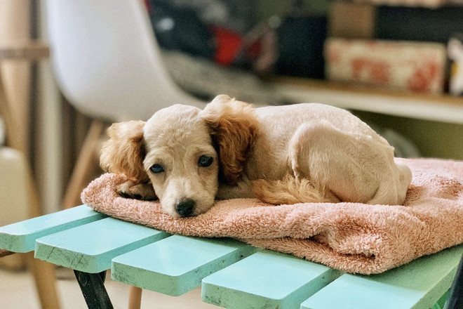 Walmart hợp tác với Pawp cung cấp dịch vụ khám bệnh từ xa cho thú cưng ảnh 1