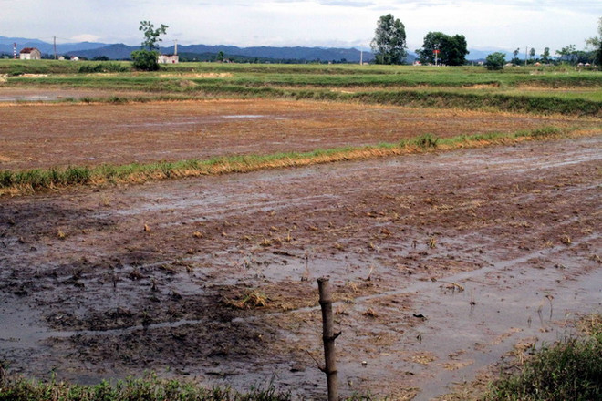 Nghệ An thiệt hại hơn 8.000 ha lúa do ngập dài ngày ảnh 1