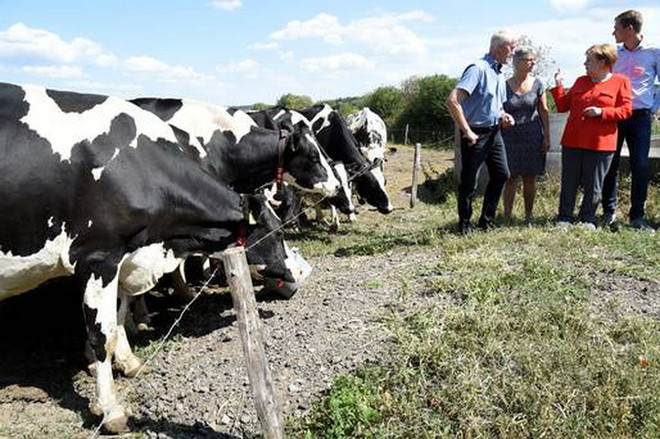 Nông dân Đức kêu gọi chính phủ trợ cấp đặc biệt vì thất bát ảnh 1