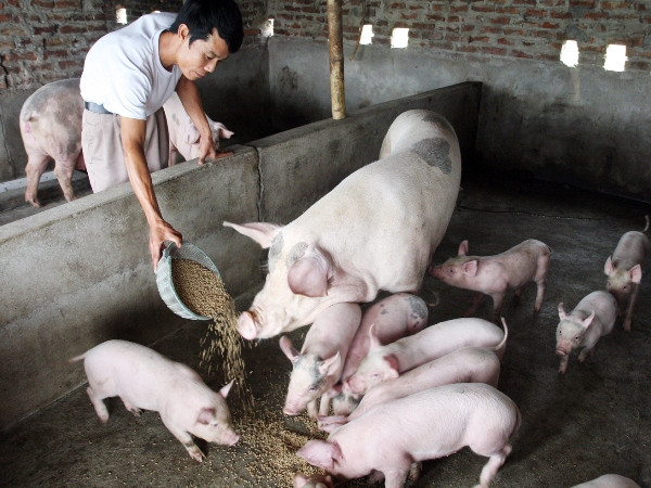 Chăn nuôi nông hộ nhỏ đối mặt với thử thách ngày càng lớn ảnh 1