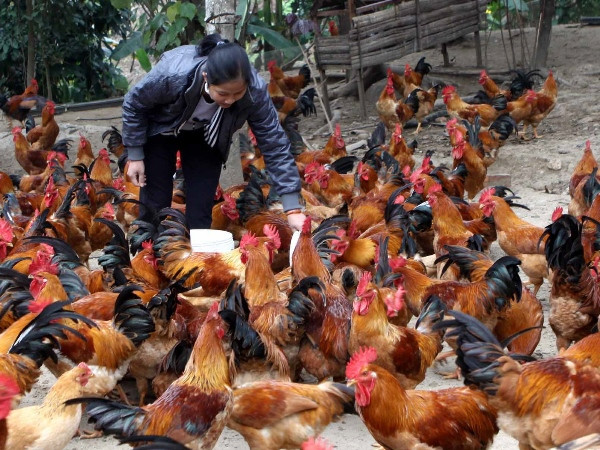 Việt Nam chưa ghi nhận trường hợp gia cầm nhiễm virus H5N8 ảnh 1