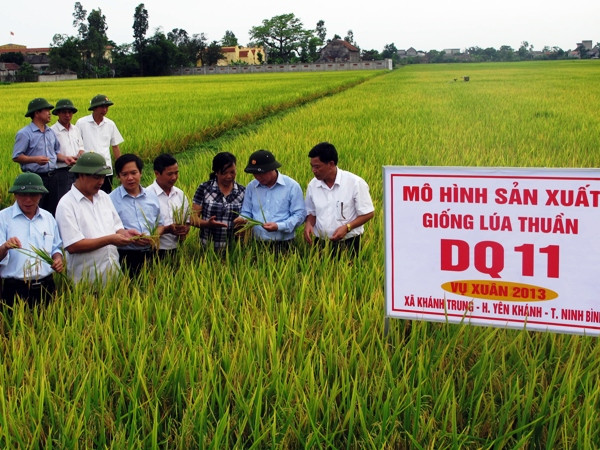 Thành lập Viện nghiên cứu lúa quốc tế đầu tiên tại Việt Nam ảnh 1