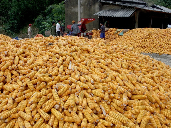 Cấp giấy chứng nhận an toàn sinh học cho sản phẩm ngô biến đổi gen ảnh 1