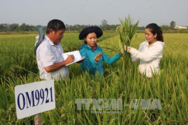Kiểm tra chất lượng giống lúa lai tạo chịu mặn trên ruộng thực nghiệm của Viện lúa Đồng bằng sông Cửu Long. (Ảnh: Tràng Dương/TTXVN) Quản lý giống cây trồng: Hành lang pháp lý vừa thiếu vừa lạc hậu ảnh 1