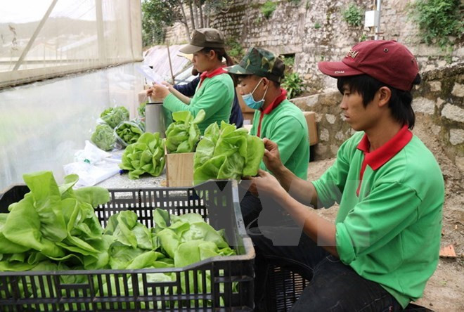 Đóng gói rau tại một trang trại trồng rau thủy canh tại thành phố Đà Lạt trước khi đưa đi tiêu thụ. (Ảnh: Nguyễn Dũng/TTXVN) DGRV giúp nhận thức về hợp tác xã kiểu mới theo định hướng thị trường ảnh 1