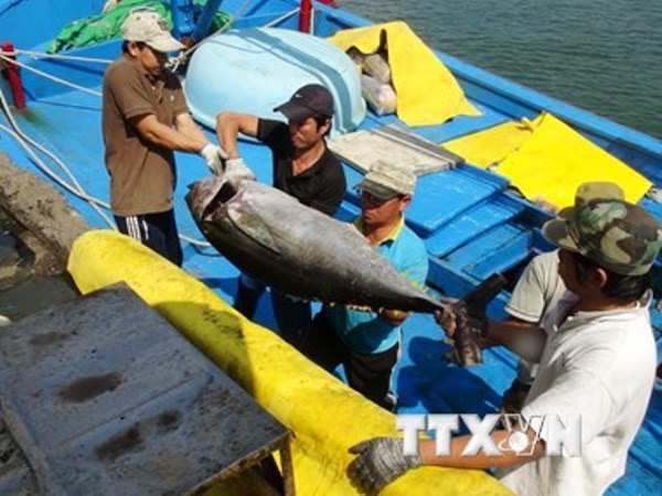 Vận chuyển cá ngừ đại dương lên bờ. (Ảnh: Nguyên Lý/TTXVN) Kim ngạch xuất khẩu nông lâm thủy sản 6 tháng qua đạt hơn 17 tỷ USD ảnh 1
