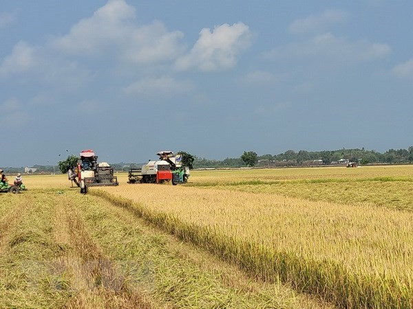 Thu hoạch lúa vụ Đông Xuân. (Ảnh: Hoàng Nhị/TTXVN) Thống đốc: Không để tình trạng ùn ứ nông sản do thiếu vốn ngân hàng ảnh 1