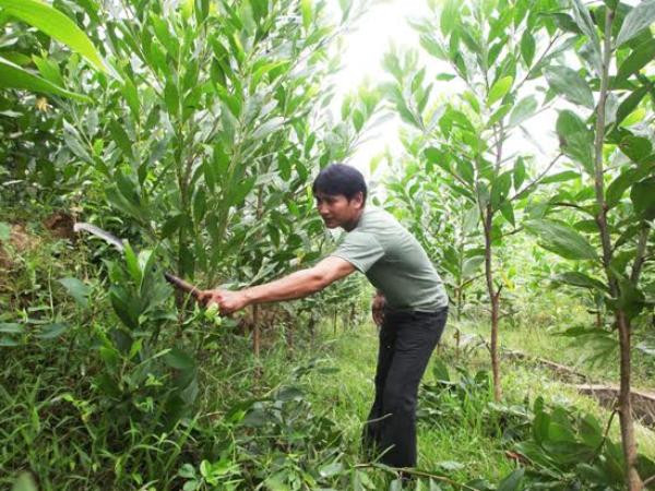 Hộ nghèo được vay lãi suất 1,2%/năm để trồng rừng, chăn nuôi ảnh 1