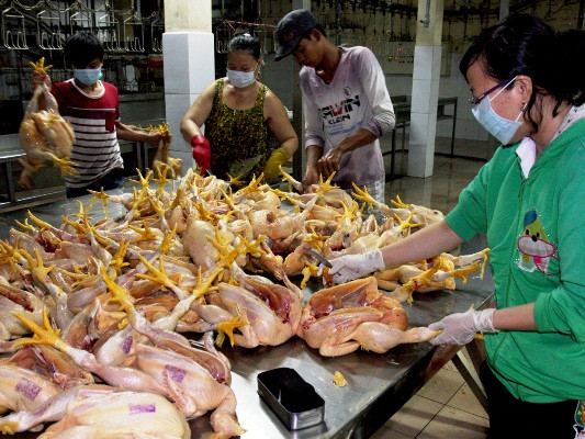Cơ sở giết mổ gia cầm tại xã Thanh Đức, huyện Long Hồ. (Ảnh: Đình Huệ/TTXVN) Thị trường Tết: Không lo thiếu các sản phẩm thịt ảnh 1