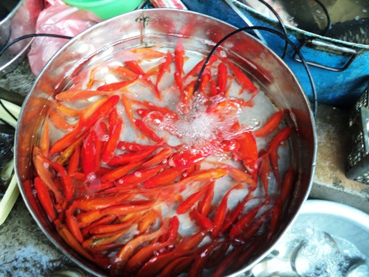Cá chép loại nhỏ tượng trưng cho sự sum vầy, sung túc rất được khách mua chuộng. (Ảnh: Thanh Tâm/Vietnam+) Cá chép nhỏ "cháy hàng" trong ngày ông Công, ông Táo ảnh 1