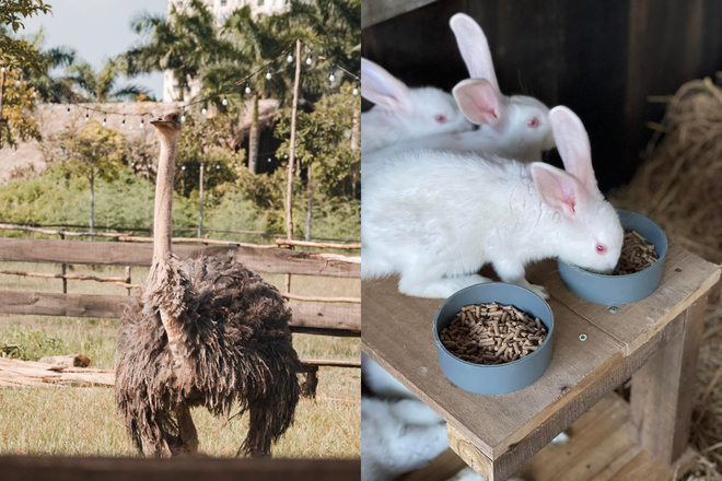 Khám phá môn thể thao ‘quý tộc’ độc đáo giữa lòng Thủ đô ảnh 1