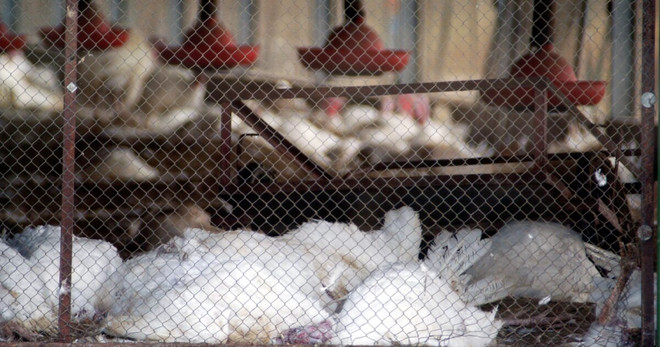 Ảnh chỉ có tính minh họa. (Nguồn: The Poultry Site) Anh phát hiện ổ dịch cúm gia cầm H5N8 tại một trang trại gà tây ảnh 1