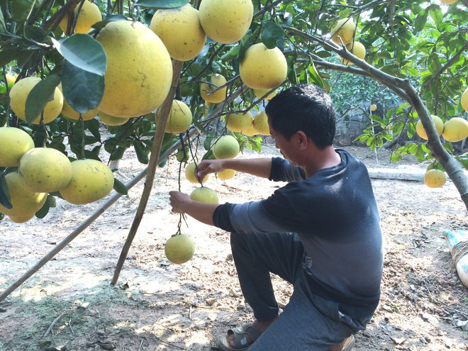 Anh Nguyễn Văn Chiểu chăm sóc vườn bưởi chuẩn bị cho thu hoạch. (Ảnh: Thanh Tâm/Vietnam+) Bí kíp sản xuất nông sản an toàn bán giá rẻ nhưng vẫn lãi cao ảnh 2