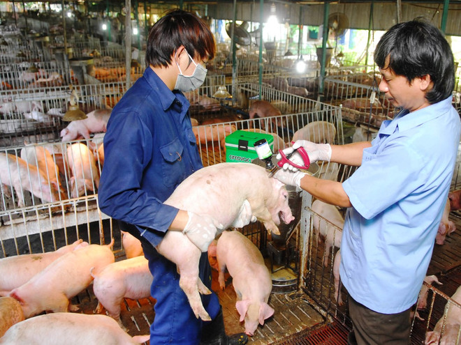 Tiêm phòng vắcxin cho đàn lợn nuôi ở Thành phố Hồ Chí Minh. (Ảnh: Mạnh Linh/TTXVN) Xuất miễn phí 30.000 liều vắcxin phòng chống dịch lở mồm long móng ảnh 1
