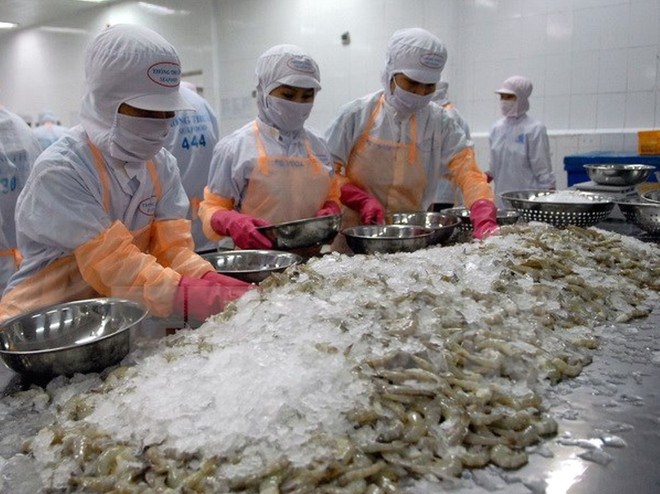 Chế biến tôm phục vụ xuất khẩu. (Ảnh: Danh Lam/TTXVN) Nhật Bản kiểm tra 100% các lô hàng tôm đông lạnh nhập từ Việt Nam ảnh 1
