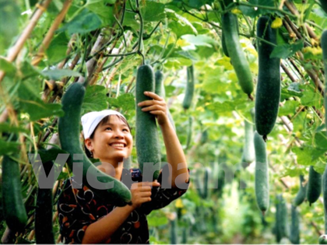 Rau quả Việt: Điểm sáng ấn tượng trên bức tranh xuất khẩu nông sản ảnh 1