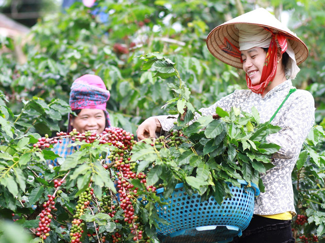 Điểm các mặt hàng xuất khẩu “tỷ đô” năm 2016 của ngành nông nghiệp ảnh 4