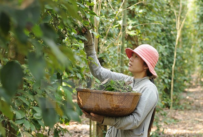 Điểm các mặt hàng xuất khẩu “tỷ đô” năm 2016 của ngành nông nghiệp ảnh 9