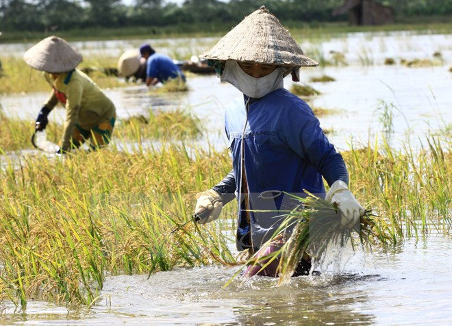 Gặt lúa bị ngập nước ở Hậu Giang. (Ảnh: Duy Khương/TTXVN) Cần hỗ trợ hơn 3.000 tấn giống lúa cho Nam Trung bộ và Tây Nguyên ảnh 1