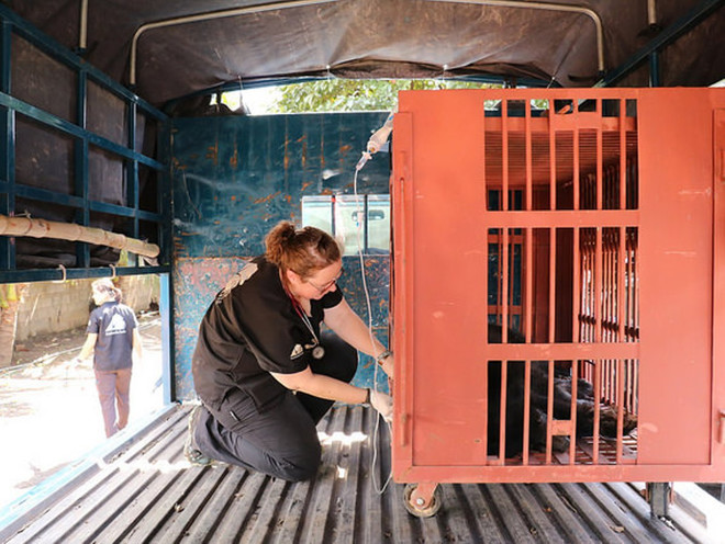 Cứu hộ thành công 6 cá thể gấu ngựa bị nuôi nhốt tại Đắk Lắk ảnh 1