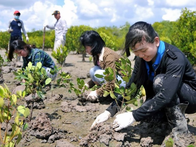 Đoàn viên thanh niên trồng rừng tại khu vực rừng phòng hộ Cần Giờ, Thành phố Hồ Chí Minh. (Ảnh: An Hiếu/TTXVN) Phát động "Tết trồng cây" nhân dịp Xuân Đinh Dậu 2017 ảnh 1