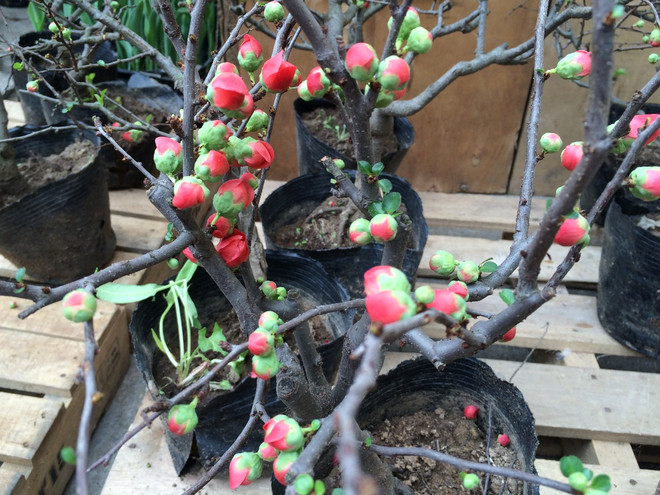 Hoa mai đỏ lạ mắt trở thành thú chơi Tết mới của nhiều "Thượng đế" ảnh 3