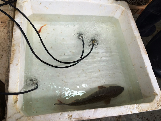 Tiểu thương bán cá chép đỏ dửng dưng 'hét giá'' ngày ông Công, ông Táo ảnh 6