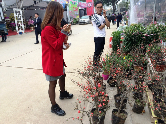 Hoa mai đỏ lạ mắt trở thành thú chơi Tết mới của nhiều "Thượng đế" ảnh 2