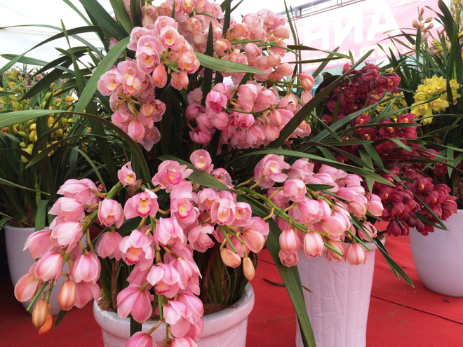 Thị trường hoa lan chơi Tết: Giá trên đà tăng cao nhưng vẫn đắt khách ảnh 4