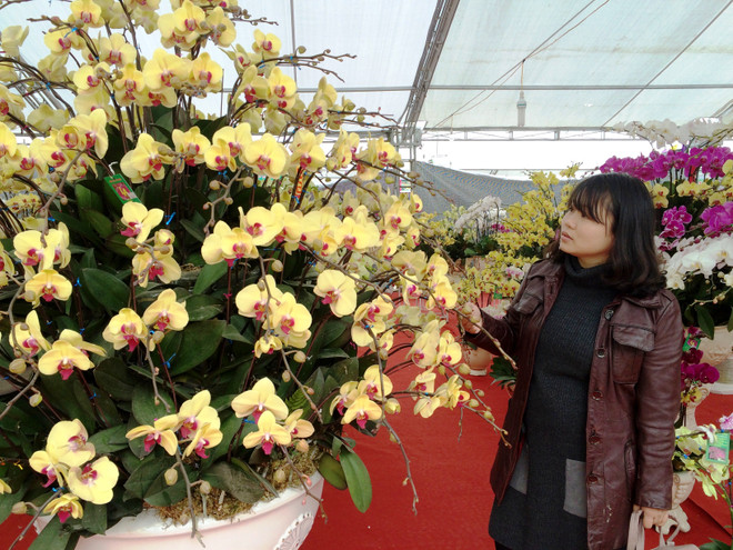 Thị trường hoa lan chơi Tết: Giá trên đà tăng cao nhưng vẫn đắt khách ảnh 12
