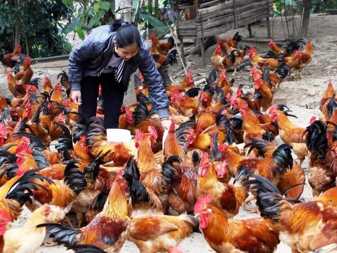 Năm Dậu nói chuyện gà: Sẽ "bay" vào thị trường thế giới ảnh 3