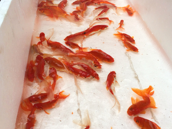 Tiểu thương bán cá chép đỏ dửng dưng 'hét giá'' ngày ông Công, ông Táo ảnh 15