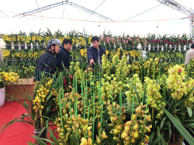 Thị trường hoa lan chơi Tết: Giá trên đà tăng cao nhưng vẫn đắt khách ảnh 5
