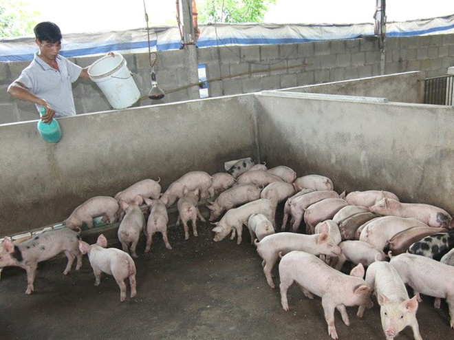 “Dẹp loạn kháng sinh" trong chăn nuôi hướng đến nền nông nghiệp sạch ảnh 1