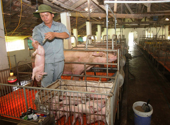 Chính thức đưa Cysteamine vào danh mục chất cấm trong chăn nuôi ảnh 1