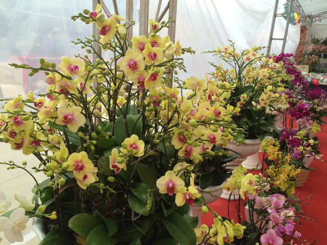 Thị trường hoa lan chơi Tết: Giá trên đà tăng cao nhưng vẫn đắt khách ảnh 9