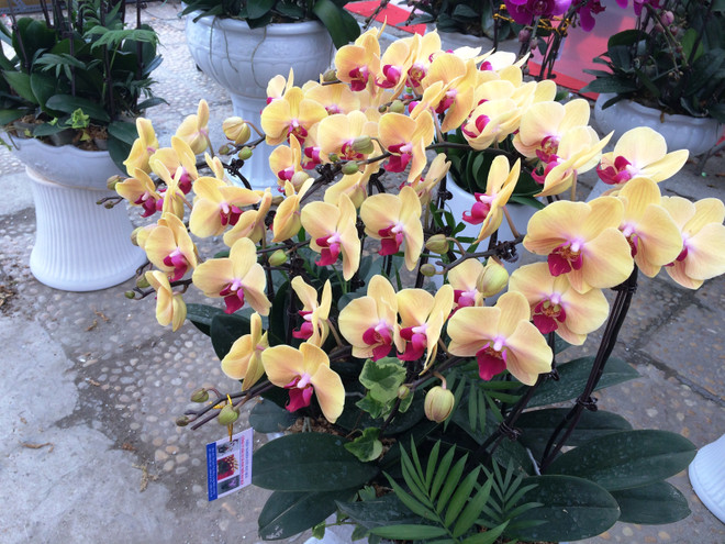 Thị trường hoa lan chơi Tết: Giá trên đà tăng cao nhưng vẫn đắt khách ảnh 11