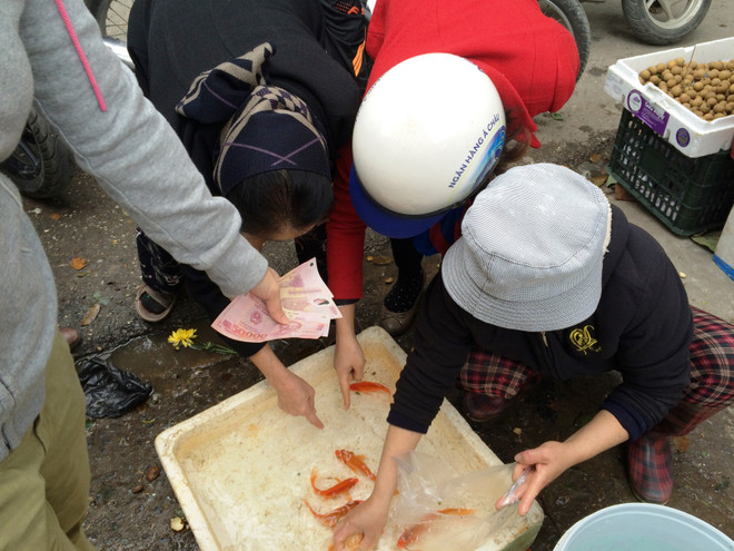 Tiểu thương bán cá chép đỏ dửng dưng 'hét giá'' ngày ông Công, ông Táo ảnh 1