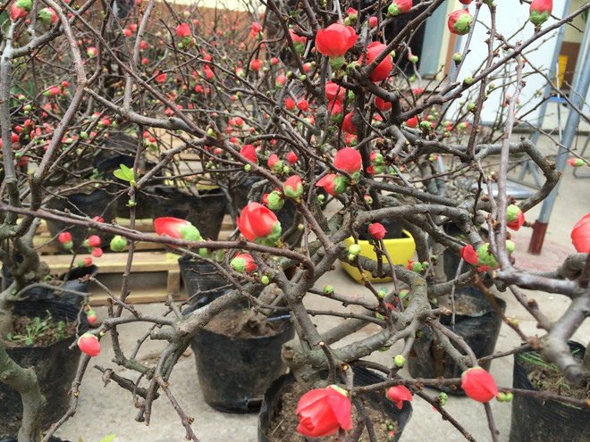 Hoa mai đỏ lạ mắt trở thành thú chơi Tết mới của nhiều "Thượng đế" ảnh 1