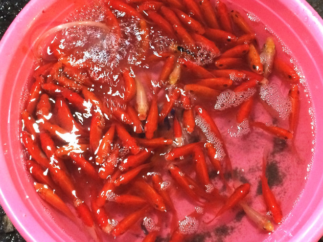 Náo nhiệt chợ ngày ông Công, ông Táo: Cá chép đỏ "lên ngôi" ảnh 2