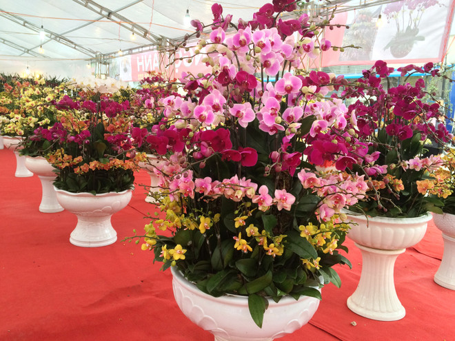 Thị trường hoa lan chơi Tết: Giá trên đà tăng cao nhưng vẫn đắt khách ảnh 2